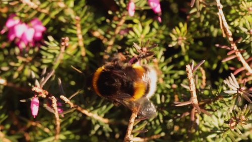 Der Frühling ist da! - Frühlingsimpressionen aus Welver