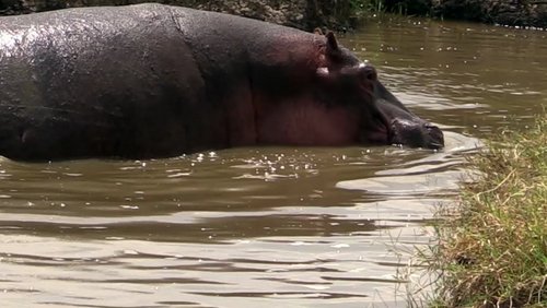 Happy Hippo