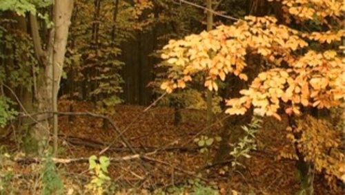 Grünsehen - Natur pur: Bilder zur Entschleunigung