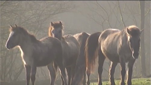 Der Hermann der Ringe: Im Heimat-Tierpark Olderdissen