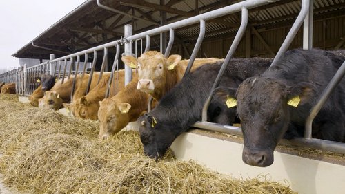 Rinderhaltung auf dem Biohof Meyer-Arend in Herford