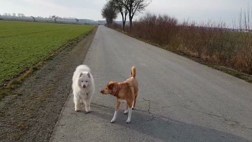 Dogs Language: Hundebegegnung