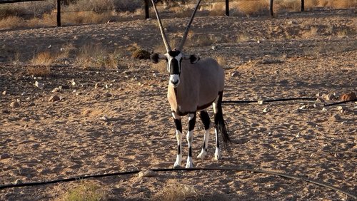 Namibia-Cocktail mit einem Schuss Südafrika - Teil 2