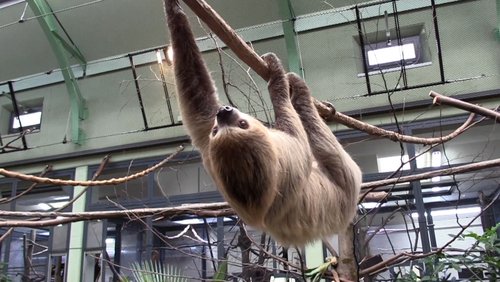 Jumi, Faultier-Weibchen im Kölner Zoo