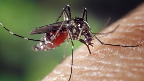 Was hilft gegen Mückenstiche?