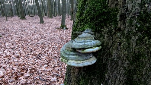 Mark geht wandern: Eine Nacht auf dem Feuerwachtum in Flaesheim