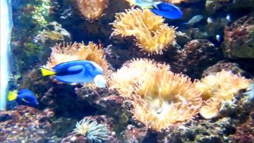 Exotische Fische für Aquarien