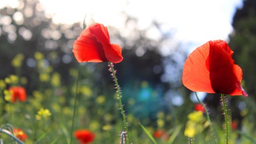 Klatschmohn: Blume des Jahres 2017