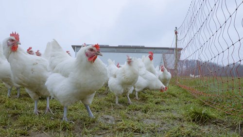 Hühnerhaltung auf dem Biohof Meyer-Arend in Herford