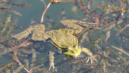 Angelpark Hahn – Frosch-Konzert in Kupferberg