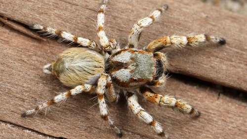 Journal am Sonntag: Spinnen- und Insektenausstellung in Haltern
