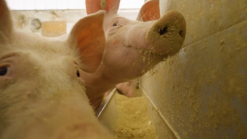 Schweinehaltung auf dem Biohof Meyer-Arend in Herford