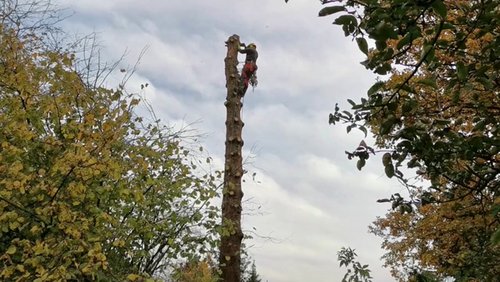 Das Ende einer stolzen Fichte