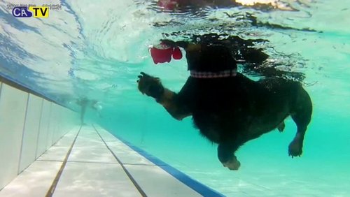 CAS-TV: Hundeschwimmen im Freibad, Samojeden-Treffen