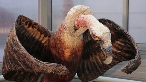 Augen auf! - Geier-Restaurant im Zoo Münster