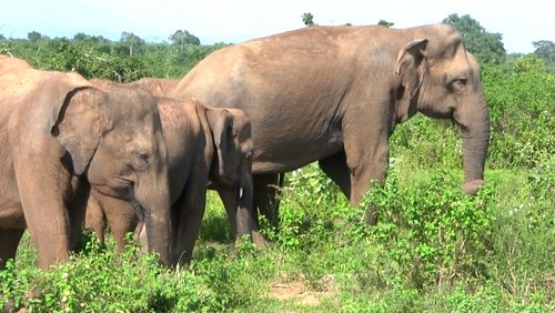 Sanfte Riesen: Elefanten in Sri Lanka