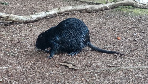 Kleine Tiersendung: Nutria - die Biberratte