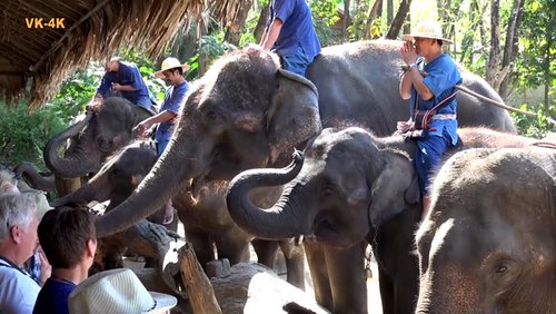 Thailand-Rundreise - Teil 6.1: Elephant Training Center Chiang Dao