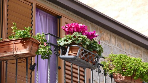 Balkonblumen und Mispelsträucher in Heiligenhaus