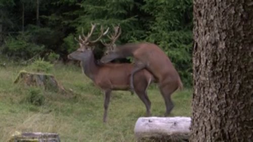 Mythos Wald - Rothirschbrunft in den Wittgensteiner Wäldern