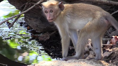 Sri Lanka - Teil 3