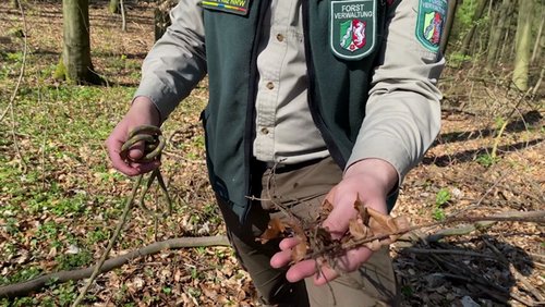 Die Ranger Story: Waldbrandgefahr im Frühling