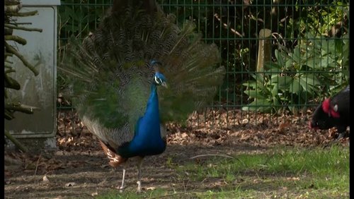 Lokal Total: Tierpark Recklinghausen, Glaskasten-Museum