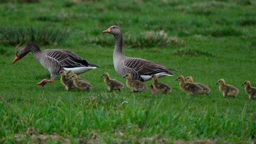 Mark geht wandern: Dümmer See und Ochsenmoor in Niedersachsen