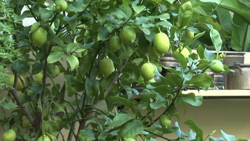 bochum-lokal: Bodenanalyse im Garten Center Benning