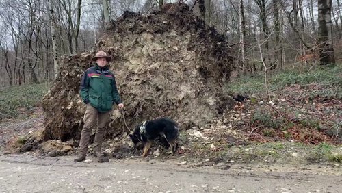 Die Ranger Story: Gefahren im Wald bei Wind und Wetter