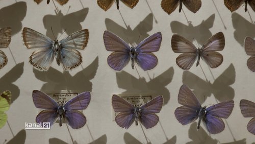 Insekten im Naturkunde-Museum Bielefeld