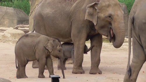 Eine Elefanten-Rückschau im Kölner Zoo