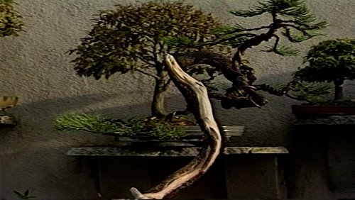 Pflege von Bonsai-Bäumen