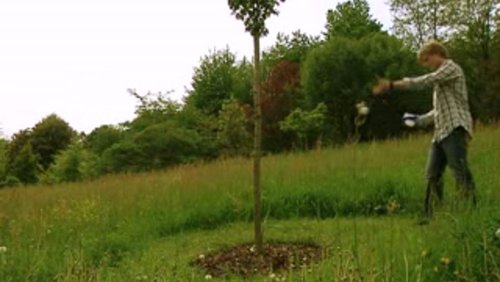 Grünsehen: Kleiner Pilz, große Wirkung