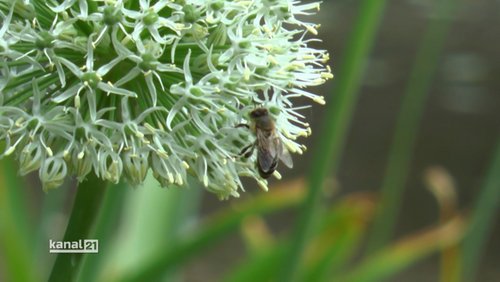 Begin Your Integration: Botanischer Garten Bielefeld, Chips selbermachen, Redewendungen