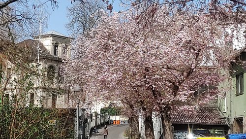 Hier und Jetzt: Frühjahrsmüdigkeit, Kirschblütenzeit in Bonn, Ukraine-Hilfe