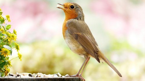 Kleine Tiersendung: Singvögel