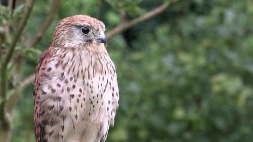 Vogelvater Rolf Hölterhoff aus Solingen