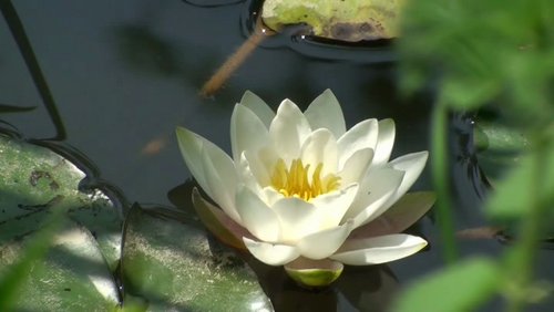 Vom Fischteich zum geschützten Biotop