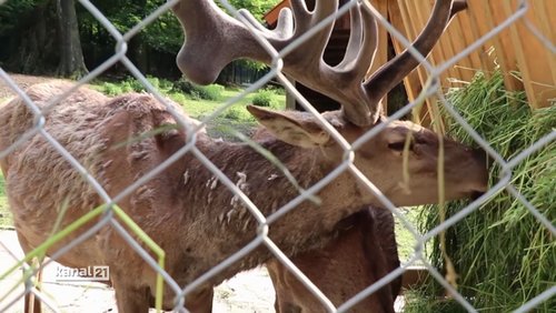 T.O.N. TV: Bibliothek in Jöllenbeck, CVJM, Tierpark Olderdissen