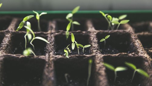 Journal am Sonntag: Tipps für die Gartenarbeit, Jungpflanzenmarkt, Eisautomat am Hof Schulte-Althoff