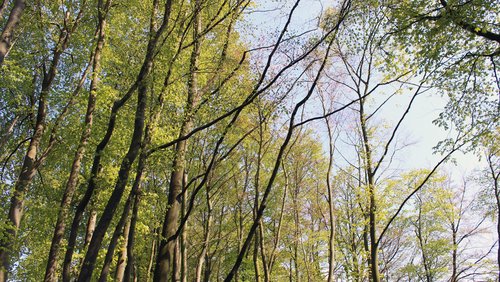 Waldbaden: Trend aus Japan