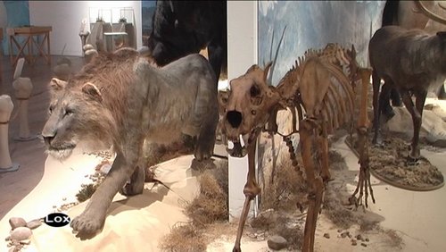 loxodonta: "Eiszeit Safari" – Ausstellung im Gustav-Lübcke-Museum in Hamm