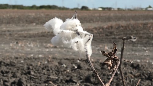 Im tiefen Süden bei King Cotton: Reise durch die Südstaaten der USA