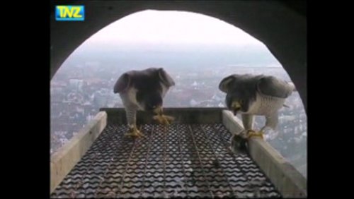 Tierrechtsbund Aktiv TV - 22/2011
