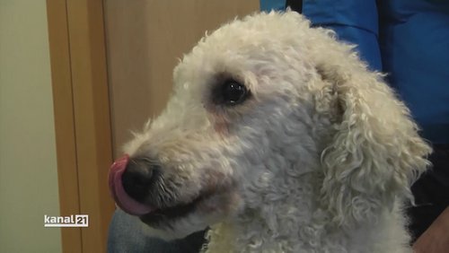 Harnblasenkrebs beim Hund - Dr. Dr. Peter Pantke, AniCura Tierklinik Bielefeld