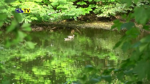 CAS-TV: Mühlenteich in Castrop-Rauxel-Frohlinde