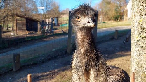 Frau Dingenskirchen: Der Kampf der Emus