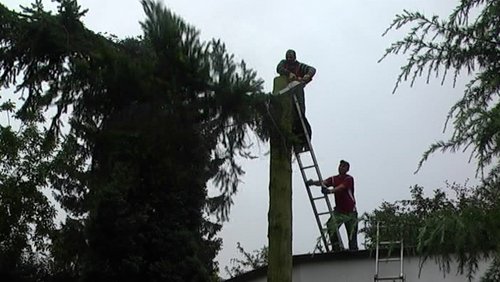 Notwendiges Übel: Tannen fällen