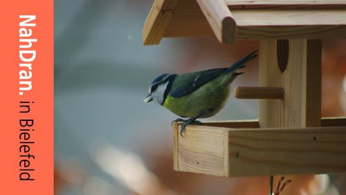 NahDran: Naturkundemuseum Bielefeld, Zugvögel, Infektionsrisiko bei Zigarettenrauch